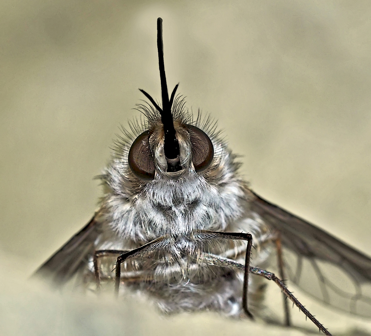 Porträt vom Wollschweber (Bombyliidae) - Le portrait du Bombyle, en genre de mouche.