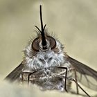 Porträt vom Wollschweber (Bombyliidae) - Le portrait du Bombyle, en genre de mouche.