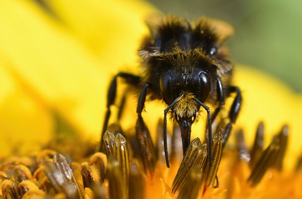 PORTRÄT VON DER BOMBUS TERRESTRIS