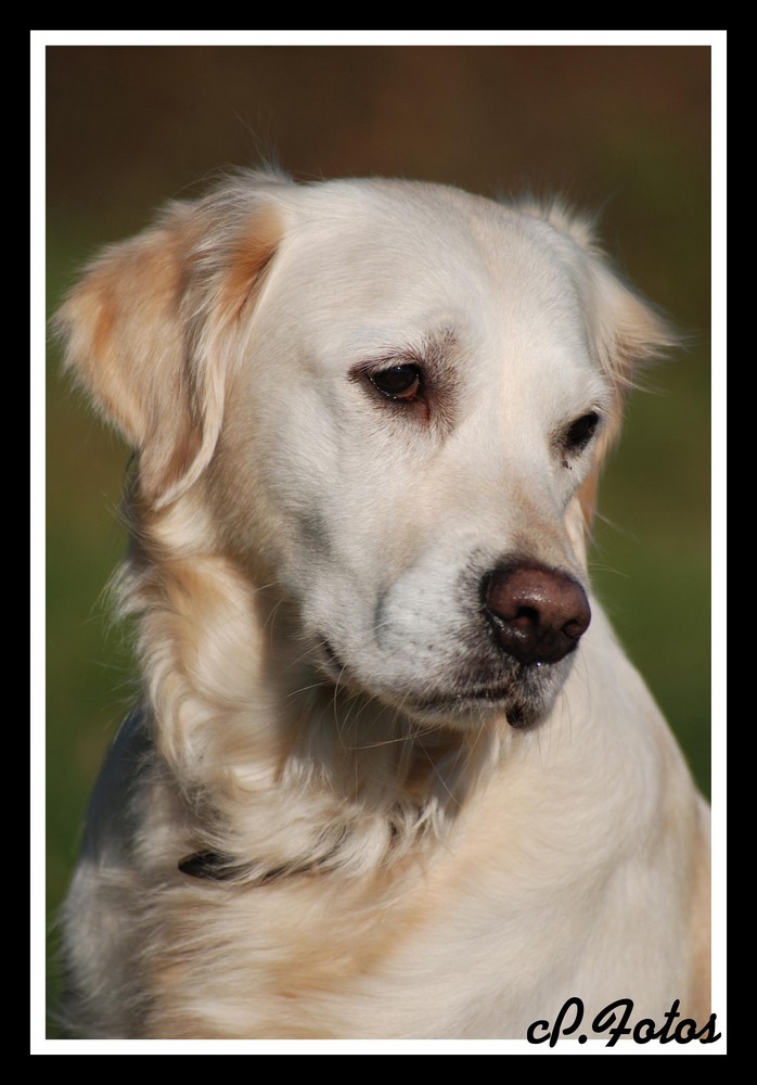 Porträt von unserem Hund