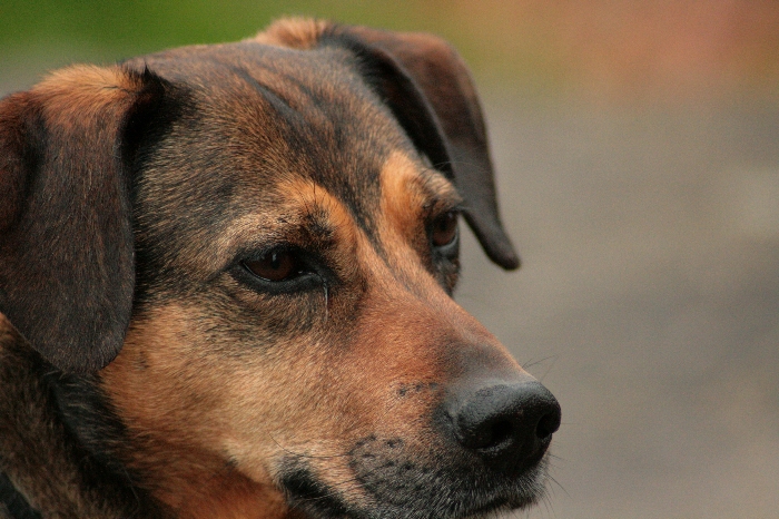 Porträt von unserem Hund Puma