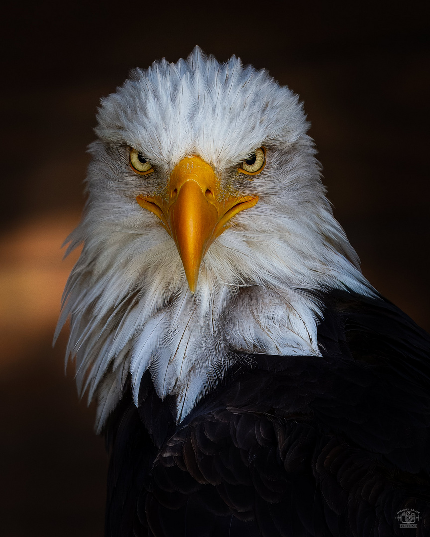 Porträt Weißkopfseeadler