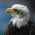 Porträt Weißkopfseeadler