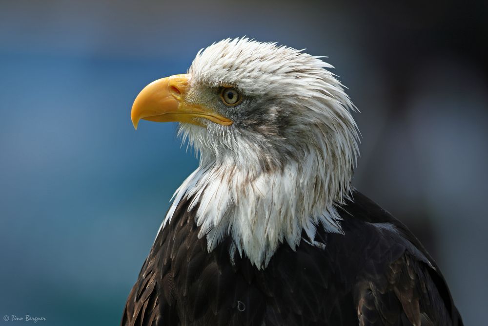 Porträt Weißkopfseeadler