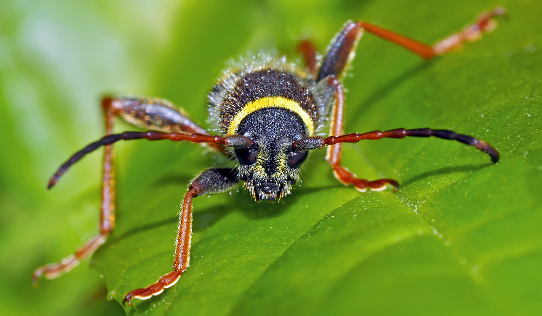 Porträts vom schlecht rasierten Wespenbock (Clytus arietis). - Portrait mal rasé du Clyte bélier!