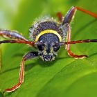 Porträts vom schlecht rasierten Wespenbock (Clytus arietis). - Portrait mal rasé du Clyte bélier!