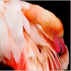 Porträtschnitt Flamingo