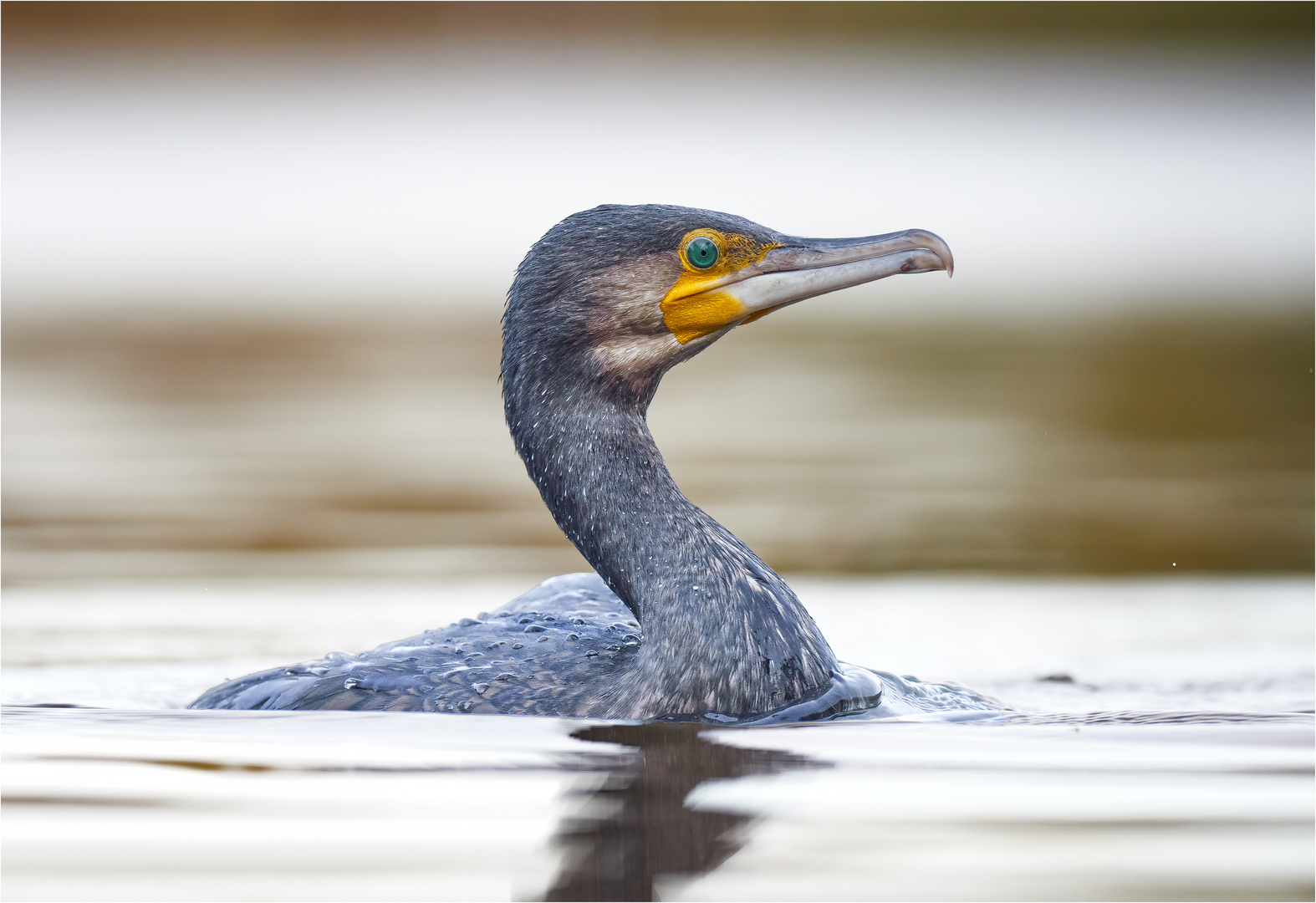 Porträtshooting mit Kormoran