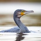 Porträtshooting mit Kormoran