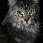 Portrai MainCoon