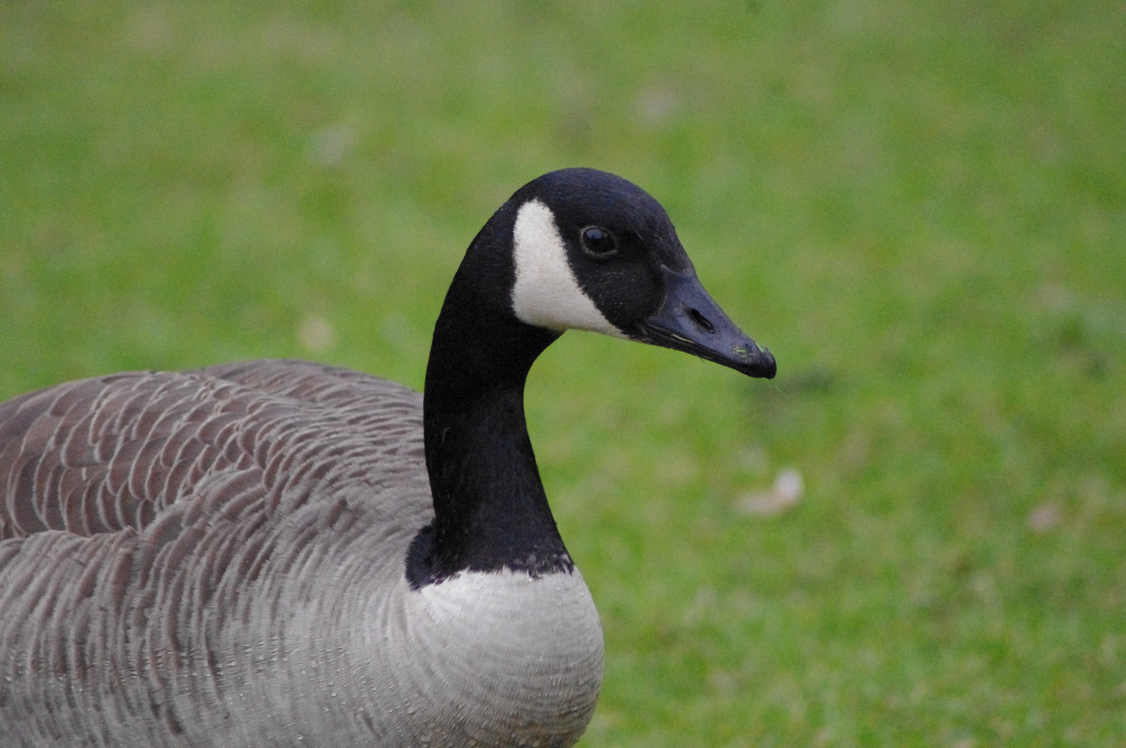 Portrait à la Gans