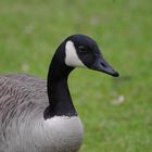 Portrait à la Gans