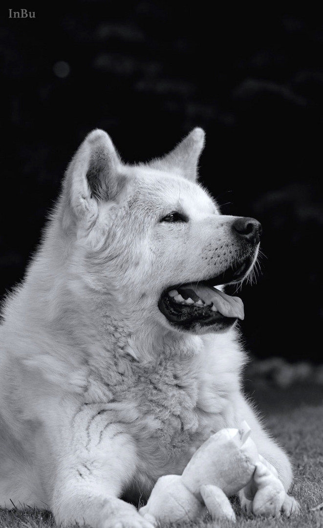 Portrait Akita Inu