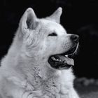 Portrait Akita Inu