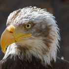 Portrait Alaska Weisskopfseeadler