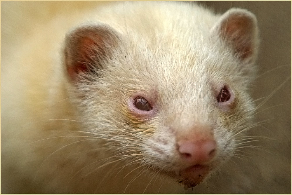Portrait Albino Frettchen Foto & Bild | tiere, haustiere, natur Bilder