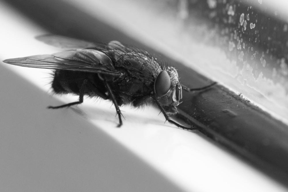 Portrait am Fenster