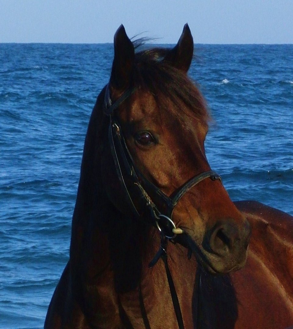 Portrait am Strand