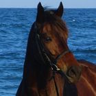 Portrait am Strand