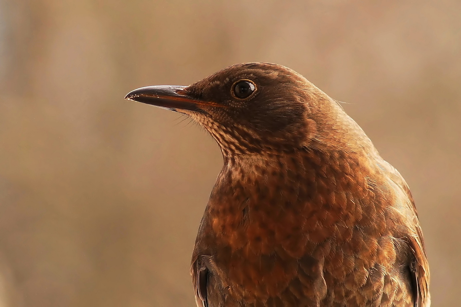 Portrait Amselweibchen