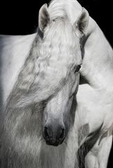 Portrait Andalusier