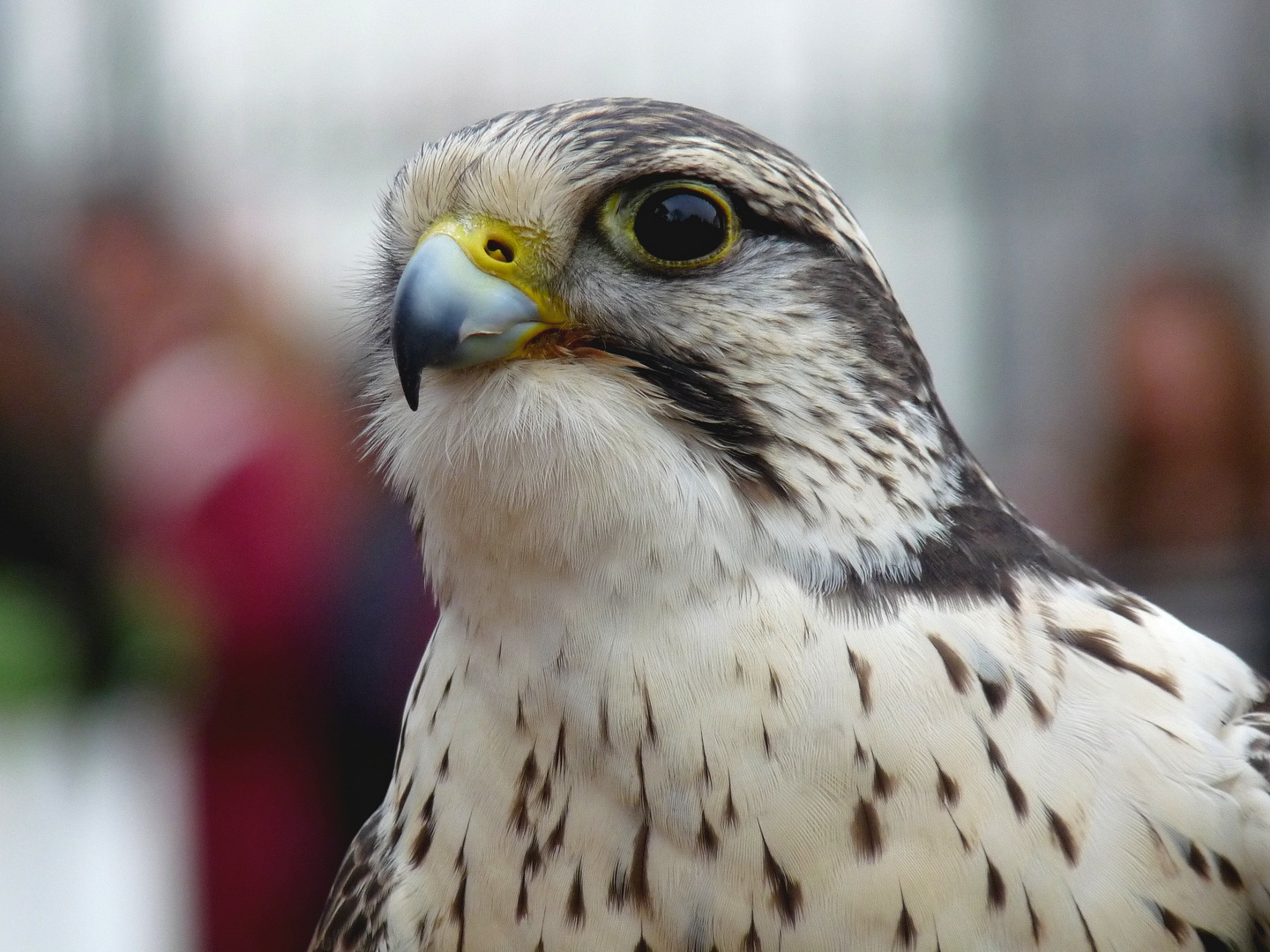 Portrait animalier : faucon