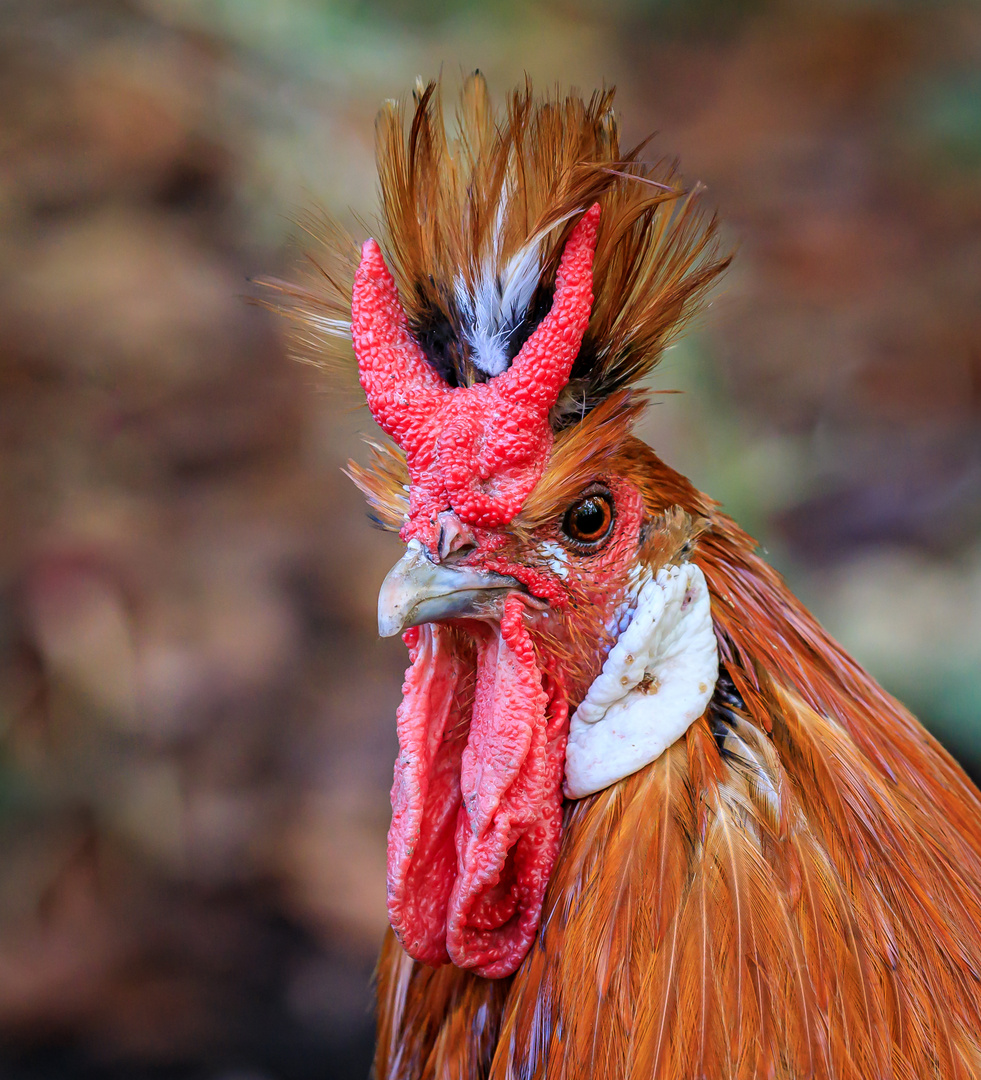 Portrait Appenzeller Spitzhaube (Gallus gallus domesticus)