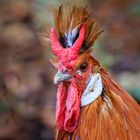 Portrait Appenzeller Spitzhaube (Gallus gallus domesticus)