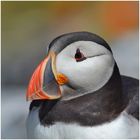 Portrait - Atlantic Puffin