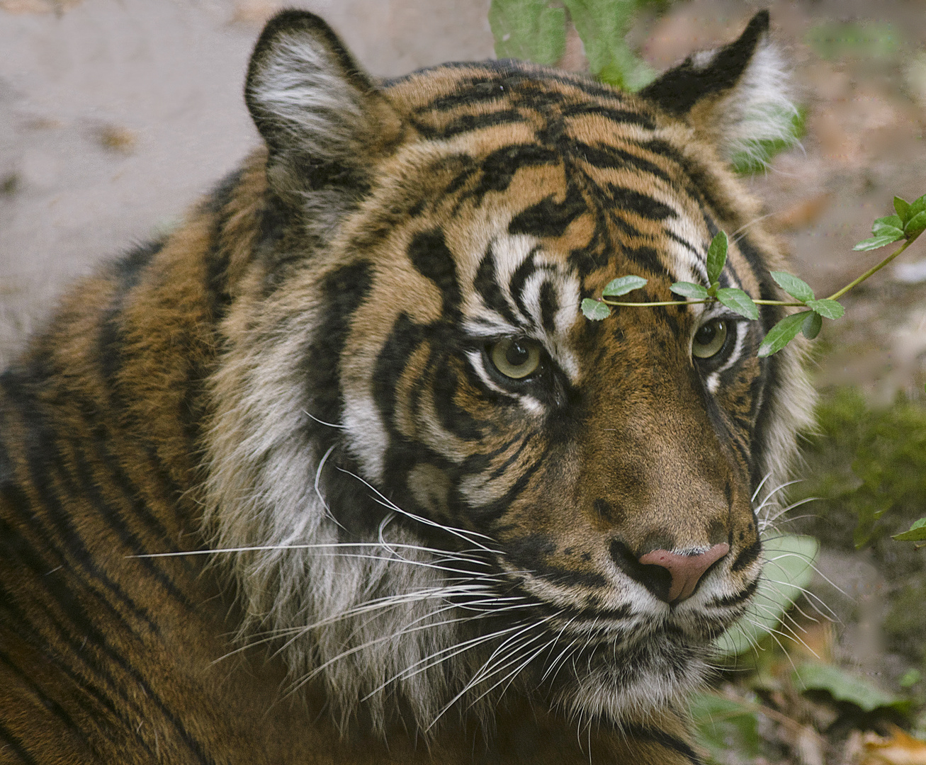 Portrait au rameau (Panthera tigris sumatrae, tigre de Sumatra)