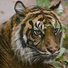 Portrait au rameau (Panthera tigris sumatrae, tigre de Sumatra)