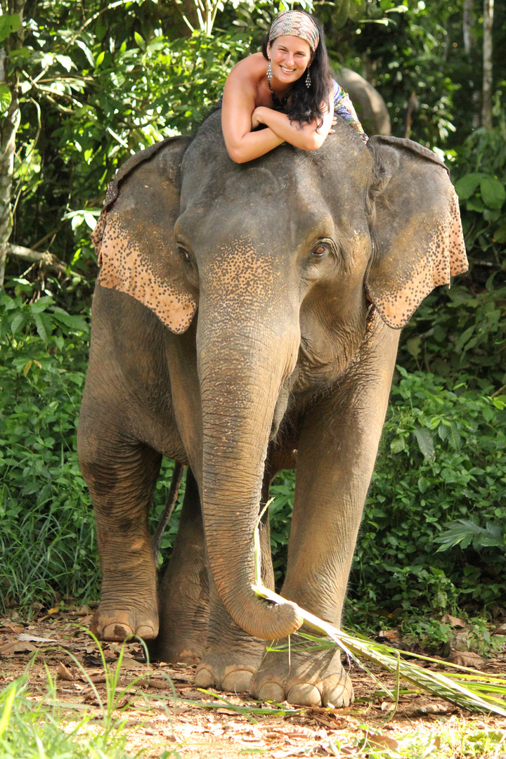 Portrait auf Elefant