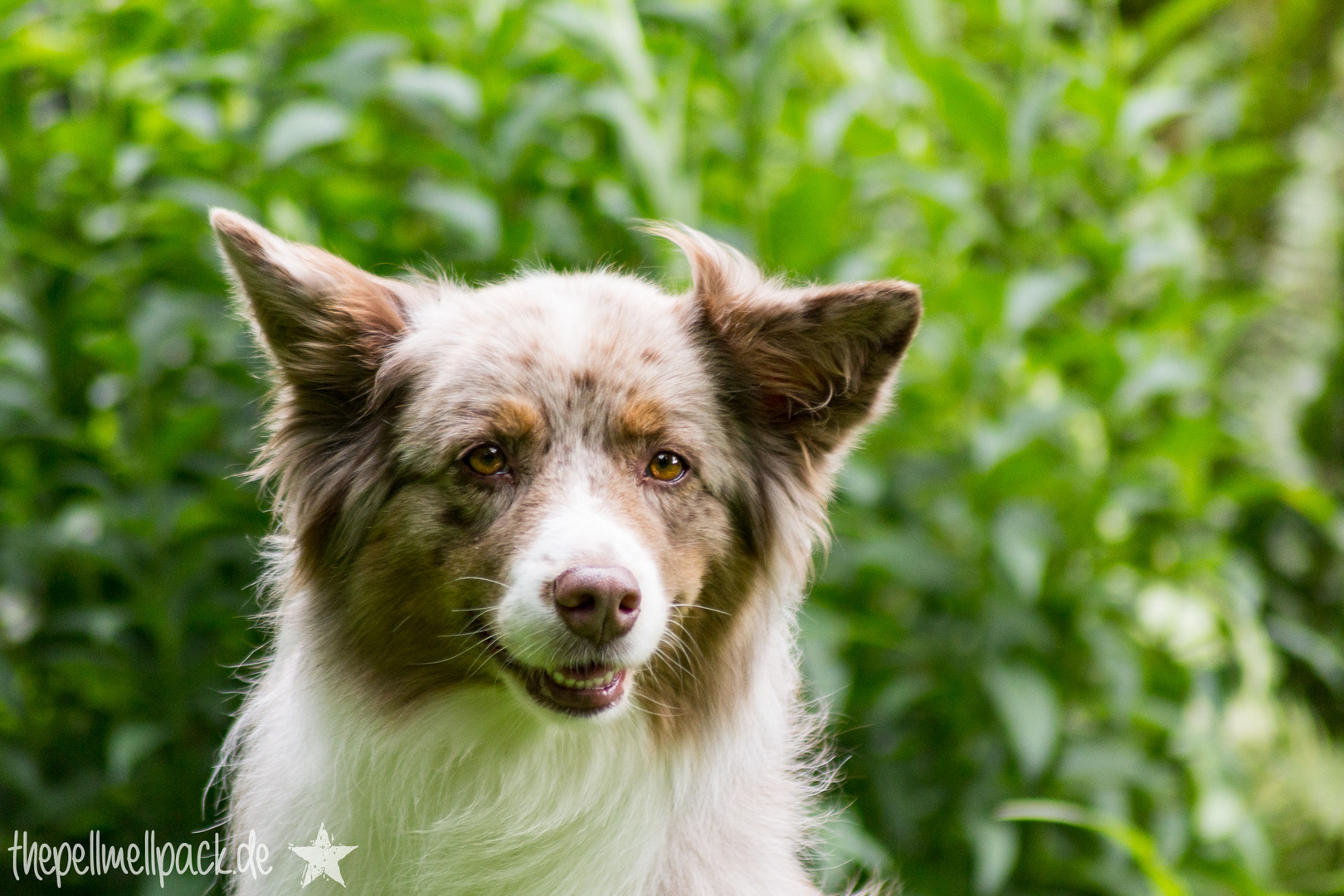 Portrait Aussie Luna