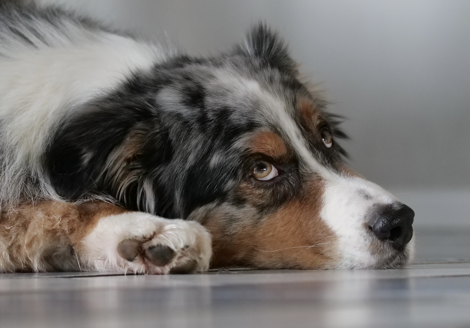 Portrait Australian Shepherd 