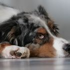 Portrait Australian Shepherd 