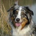 Portrait Australian Shepherd