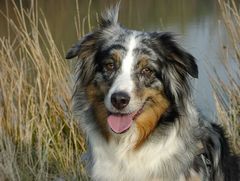 Portrait Australian Shepherd