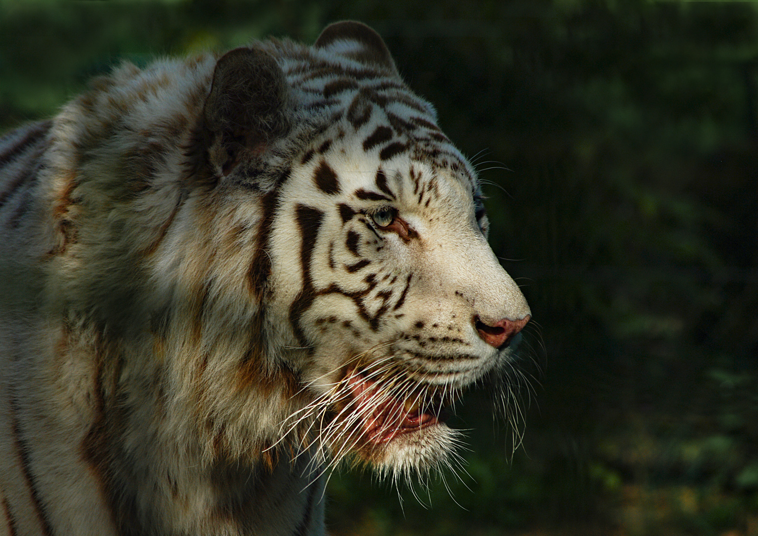 Portrait aux yeux clairs (Panthera tigris, tigre blanc)