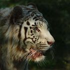 Portrait aux yeux clairs (Panthera tigris, tigre blanc)