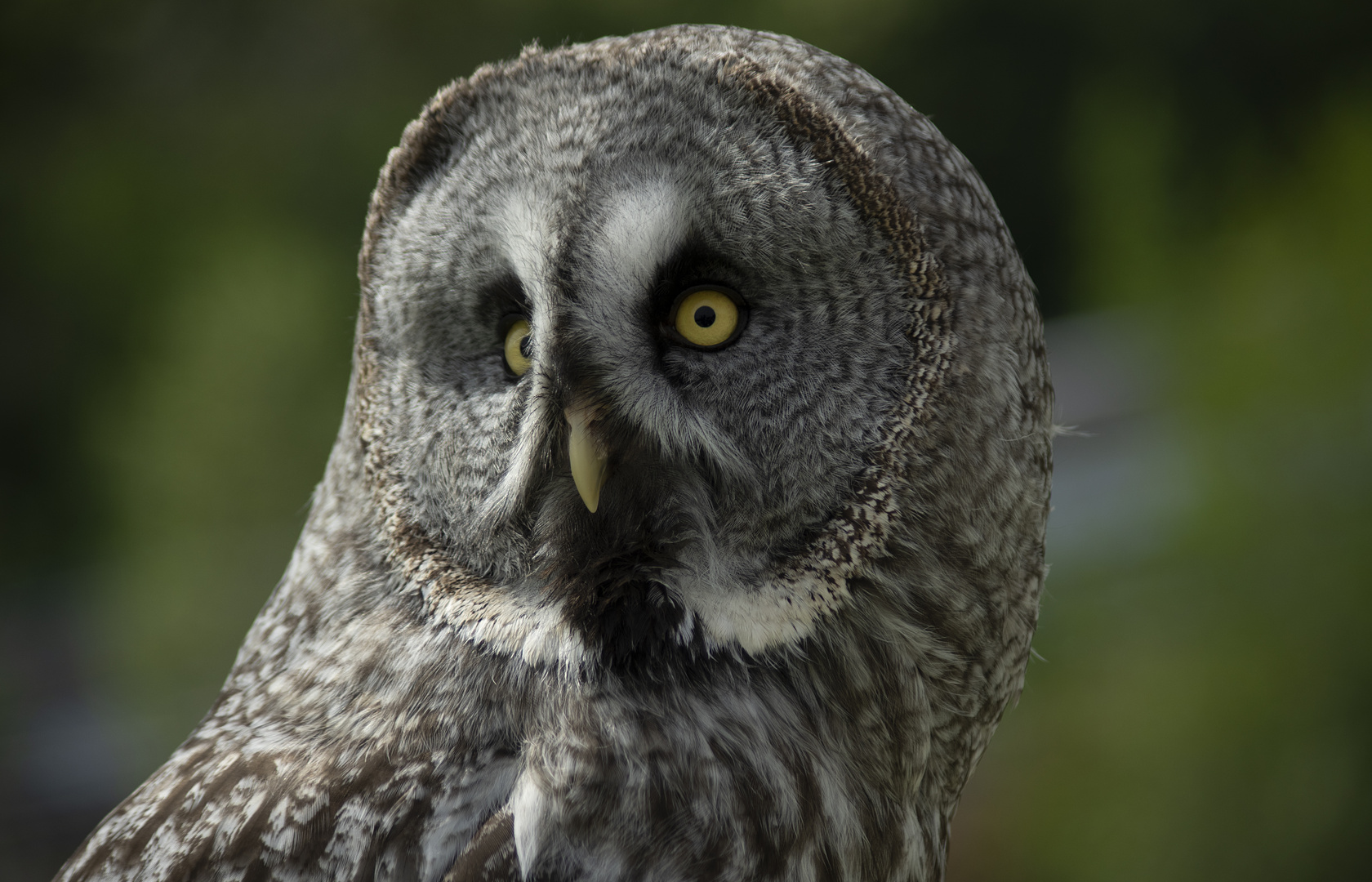 Portrait aux yeux jaunes 2 (Strix nebulosa, chouette lapone)