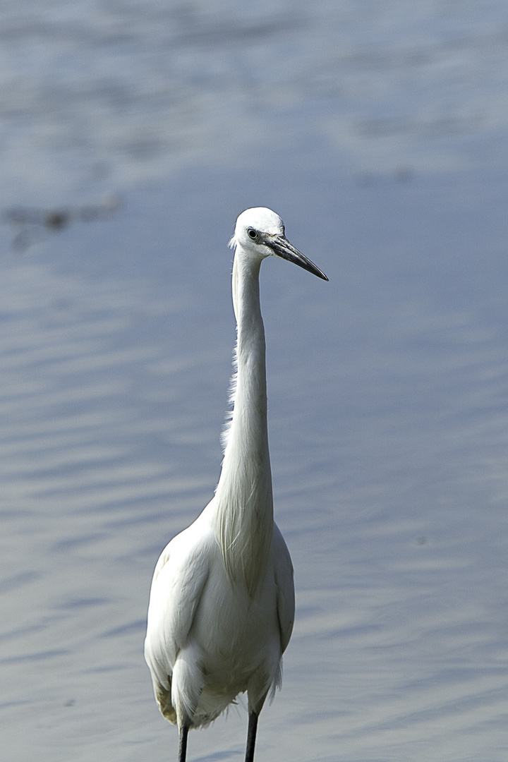 Portrait avec  papattes dans l'eau 