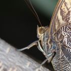 Portrait - Bananenfalter   (Costa Rica)