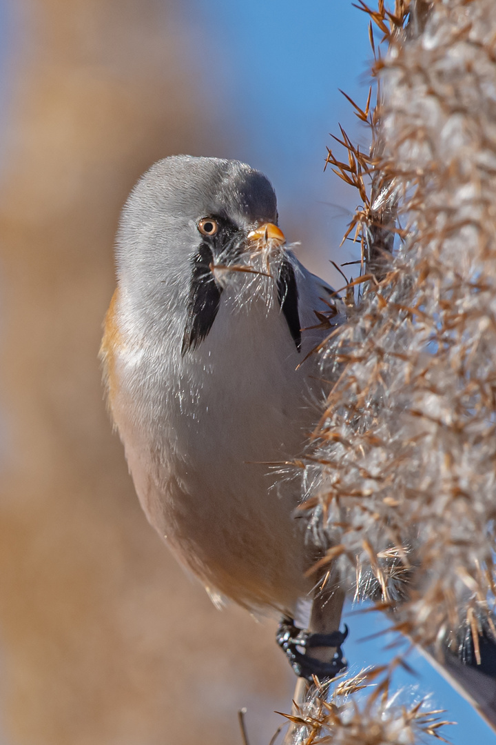 Portrait Bartmeise