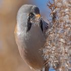 Portrait Bartmeise