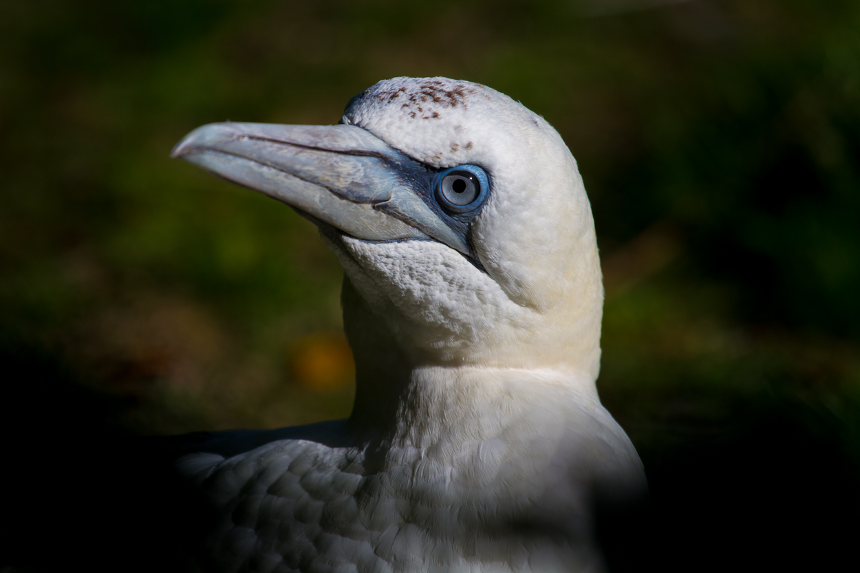 Portrait Baßtölpel