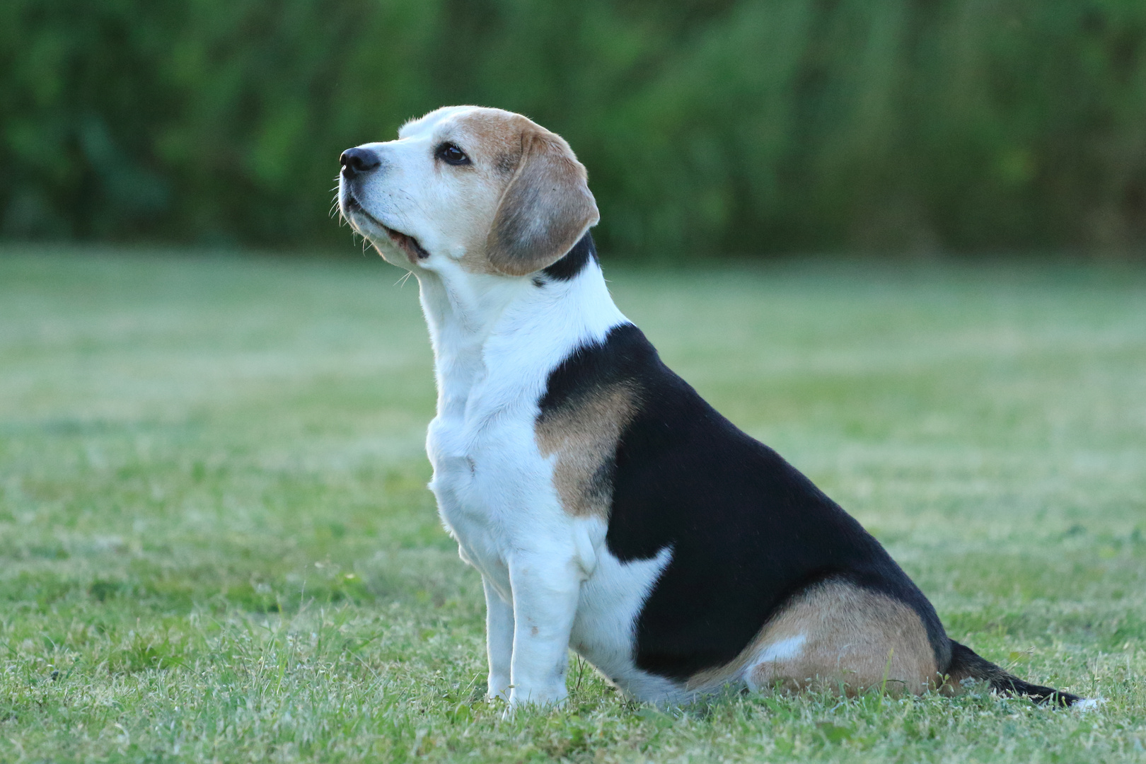 Portrait Beagle