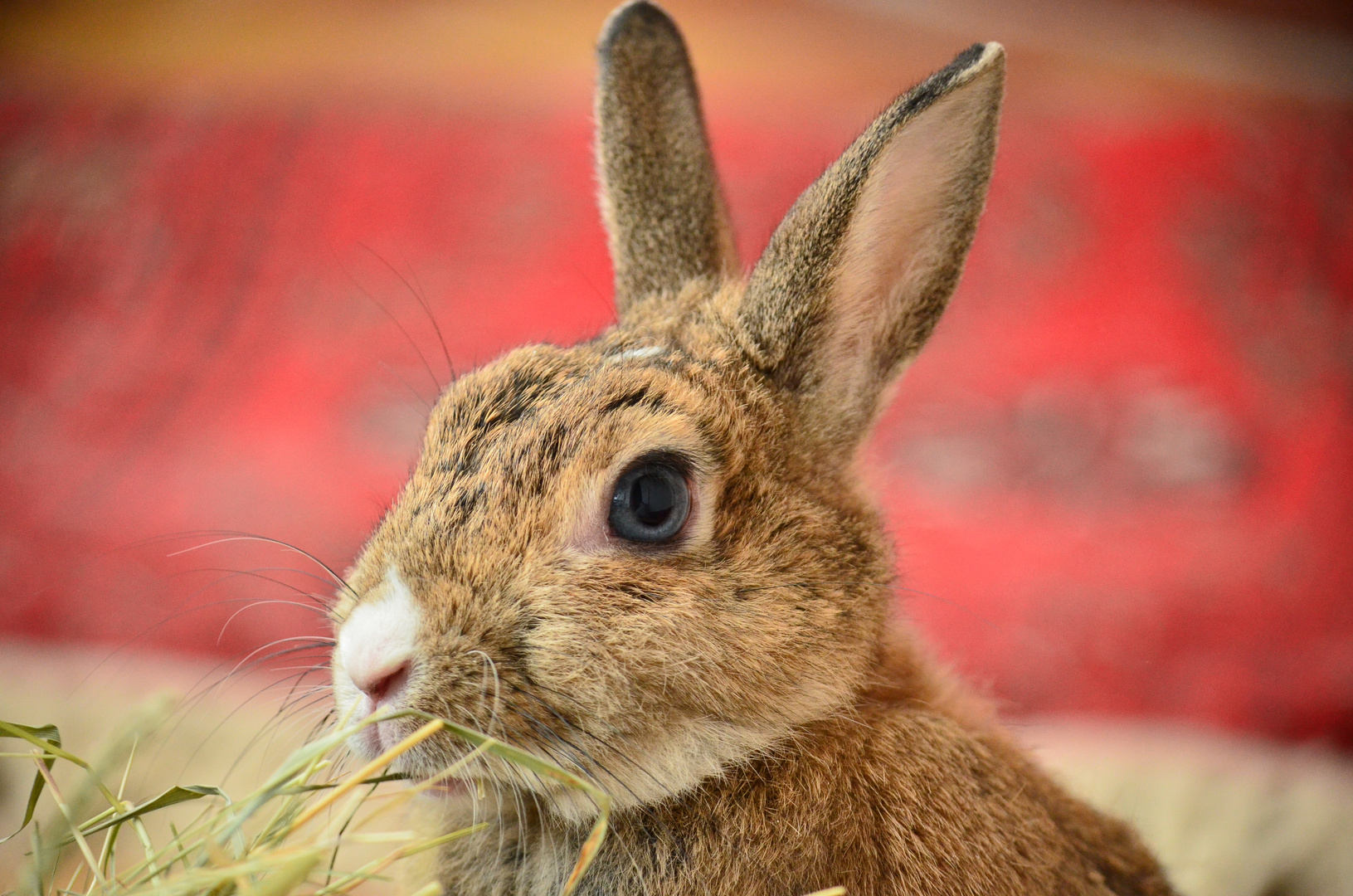 Portrait beim Essen