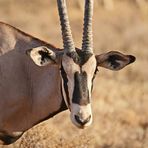 Portrait Beisa-Oryx