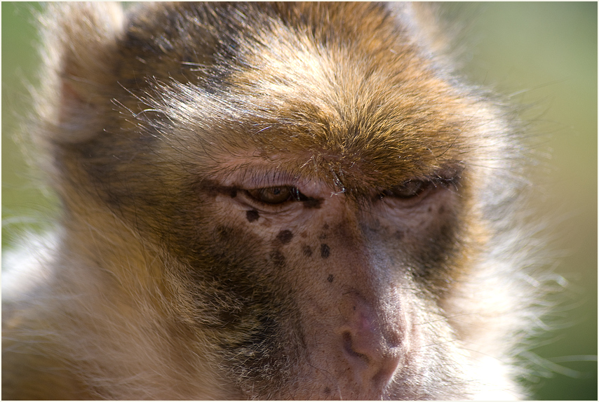 Portrait Berberaffe 1