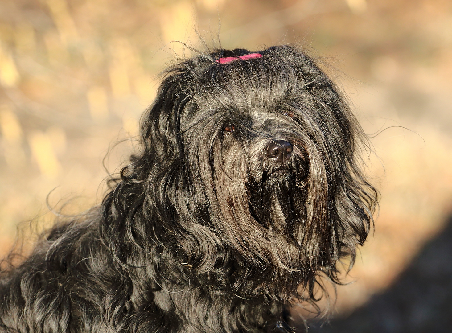 Portrait Bhai-ra Tibet-Terrier